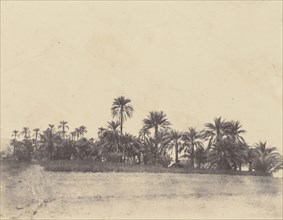 Etude de dattiers; John Beasly Greene, American, born France, 1832 - 1856, Egypt; 1853 - 1854; Salted paper print from a waxed