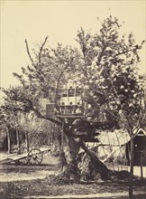 Pigeon House in Tree; Eugène Colliau, French, active 1850s - 1860s, about 1859; Albumenized salted paper print; 35.7 x 26.4 cm