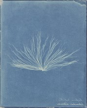 Confervae; Attributed to Anna Atkins, British, 1799 - 1871, and , or attributed to Herschel Family, Anne Dixon British, 1799