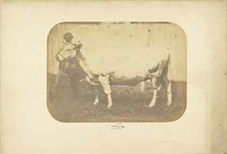 Study for  Les Races Bovines; Adrien Alban Tournachon, French, 1825 - 1903, 1856; Salted paper print; 20.2 x 28.1 cm