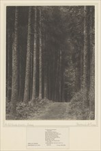 In Redlands Woods, Surrey; Frederick H. Evans, British, 1853 - 1943, 1899 - 1904; Platinum print; 29.1 x 22.9 cm