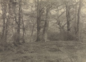New Forest; Frederick H. Evans, British, 1853 - 1943, 1896 - 1897; Platinum print; 14.4 x 20.2 cm, 5 11,16 x 7 15,16 in