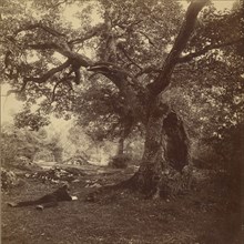 Forêt de Fontainebleau; William Drooke Harrison, French, died 1893, active 1860 - 1893, about 1867; Albumen silver print