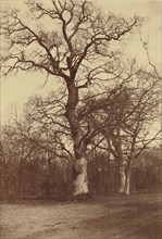 Study of Trees, Bois de Boulogne; Comte Olympe Aguado, French, 1827 - 1894, 1855; Salted paper print; 40 × 27.3 cm