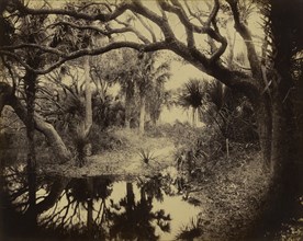 Live Oaks and Palmetto, Everglades, Florida; George Barker, American, 1844 - 1894, Florida, United States; 1886; Albumen silver