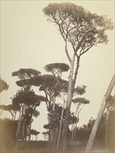 Pines in the Borghese Garden, Rome; Robert Macpherson, Scottish, 1811 - 1872, 1857; Albumen silver print