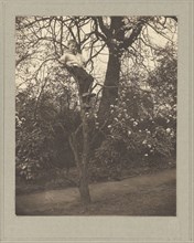 Evan Evans; Frederick H. Evans, British, 1853 - 1943, about 1900; Brown toned platinum print; 11.3 x 9 cm, 4 7,16 x 3 9,16 in