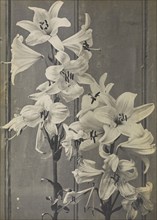 Lilies; Frederick H. Hollyer, English, 1837 - 1933, about 1885; Platinum print; 33.7 × 19.1 cm, 13 1,4 × 7 1,2 in