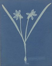 Leucojam Varium; Anna Atkins, British, 1799 - 1871, and Anne Dixon, British, 1799 - 1877, 1854; Cyanotype; 25.2 x 20 cm