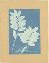 Convalaria Multiflora; Anna Atkins, British, 1799 - 1871, and Anne Dixon, British, 1799 - 1877, 1854; Cyanotype; 34.8 × 24.8