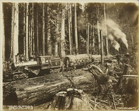 Logging Train and Donkeys in the Wonderful Woods of Washington; Darius Kinsey, American, 1869 - 1945, Washington, United States