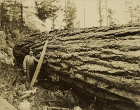 Logger, crosscut saw and felled tree; Darius Kinsey, American, 1869 - 1945, Washington, United States; about 1915; Gelatin