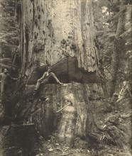 Felling a Cedar Tree, 30 Miles East of Seattle, 76 Feet in Circumference; Darius Kinsey, American, 1869 - 1945, Washington