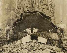 Falling Redwood, Humboldt County, California; Darius Kinsey, American, 1869 - 1945, California, United States; 1906; Toned