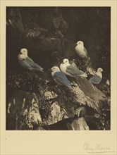 Kittiwakes at Home; Cherry Kearton, British, 1871,1873 - 1940, England; negative 1896; print 1905; Hand-colored gravure