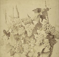 Grapes; Adolphe Braun, French, 1811 - 1877, France; about 1854 - 1860; Salted paper print; 44 x 45 cm 17 5,16 x 17 11,16 in