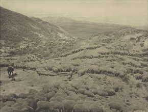 Hot sheep in the Powder River badlands near Broadus, Montana; Laton Alton Huffman, American, 1854 - 1931, negative 1884; print