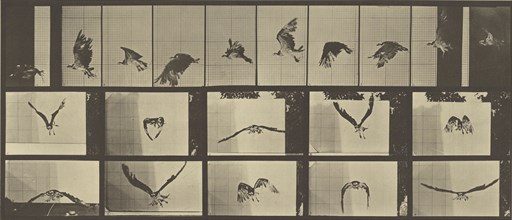 Animal Locomotion; Eadweard J. Muybridge, American, born England, 1830 - 1904, 1887; Collotype; 18.3 x 42.4 cm