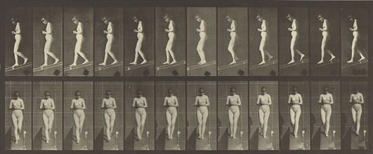 Animal Locomotion; Eadweard J. Muybridge, American, born England, 1830 - 1904, 1887; Collotype; 16.5 x 41.6 cm