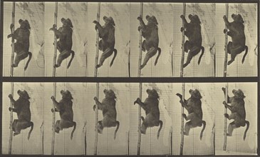 Animal Locomotion; Eadweard J. Muybridge, American, born England, 1830 - 1904, 1887; Collotype; 20.8 x 34.6 cm