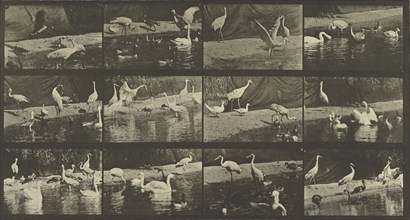 Animal Locomotion; Eadweard J. Muybridge, American, born England, 1830 - 1904, 1887; Collotype; 19.1 x 36.2 cm