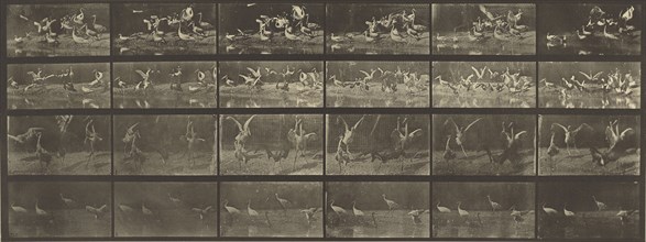 Animal Locomotion; Eadweard J. Muybridge, American, born England, 1830 - 1904, 1887; Collotype; 15.9 x 42.5 cm