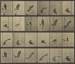 Animal Locomotion; Eadweard J. Muybridge, American, born England, 1830 - 1904, 1887; Collotype; 24.9 x 29.2 cm