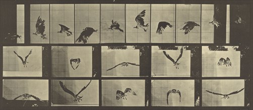 Animal Locomotion; Eadweard J. Muybridge, American, born England, 1830 - 1904, 1887; Collotype; 17.5 x 40.2 cm