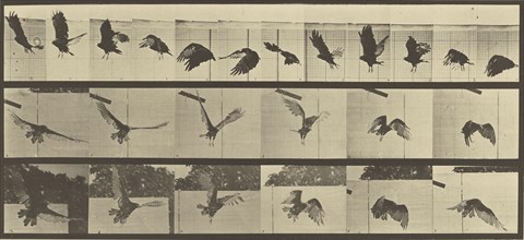 Animal Locomotion; Eadweard J. Muybridge, American, born England, 1830 - 1904, 1887; Collotype; 16.4 x 40.2 cm