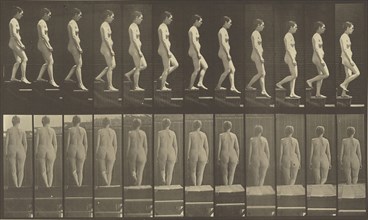 Animal Locomotion; Eadweard J. Muybridge, American, born England, 1830 - 1904, 1887; Collotype; 20 x 34.3 cm