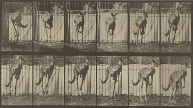 Animal Locomotion; Eadweard J. Muybridge, American, born England, 1830 - 1904, 1887; Collotype; 19.2 x 35.2 cm