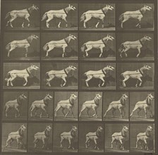 Animal Locomotion; Eadweard J. Muybridge, American, born England, 1830 - 1904, 1887; Collotype; 25.1 x 25.7 cm