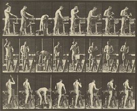 Animal Locomotion; Eadweard J. Muybridge, American, born England, 1830 - 1904, 1887; Collotype; 23.7 x 29.5 cm