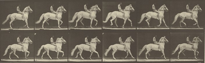 Animal Locomotion; Eadweard J. Muybridge, American, born England, 1830 - 1904, 1887; Collotype; 14.6 x 46.4 cm