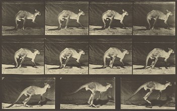 Animal Locomotion; Eadweard J. Muybridge, American, born England, 1830 - 1904, 1887; Collotype; 20.5 x 49.4 cm