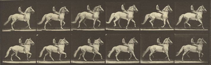 Animal Locomotion; Eadweard J. Muybridge, American, born England, 1830 - 1904, 1887; Collotype; 18.6 x 46.7 cm