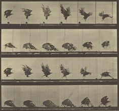 Animal Locomotion; Eadweard J. Muybridge, American, born England, 1830 - 1904, 1887; Collotype; 25.4 x 27.3 cm
