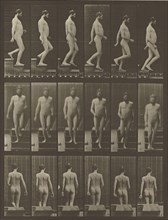 Animal Locomotion; Eadweard J. Muybridge, American, born England, 1830 - 1904, 1887; Collotype; 29.5 x 22.2 cm