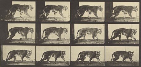 Animal Locomotion; Eadweard J. Muybridge, American, born England, 1830 - 1904, 1887; Collotype; 18.3 x 38.7 cm