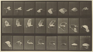 Animal Locomotion; Eadweard J. Muybridge, American, born England, 1830 - 1904, 1887; Collotype; 19.1 x 34.8 cm