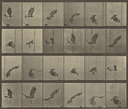 Animal Locomotion; Eadweard J. Muybridge, American, born England, 1830 - 1904, 1887; Collotype; 24.1 x 28.6 cm