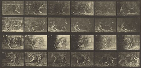 Animal Locomotion; Eadweard J. Muybridge, American, born England, 1830 - 1904, 1887; Collotype; 17.9 x 37.8 cm