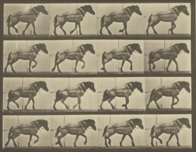 Animal Locomotion; Eadweard J. Muybridge, American, born England, 1830 - 1904, 1887; Collotype; 23.2 x 29.8 cm