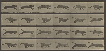 Animal Locomotion; Eadweard J. Muybridge, American, born England, 1830 - 1904, 1887; Collotype; 17.9 x 38.1 cm