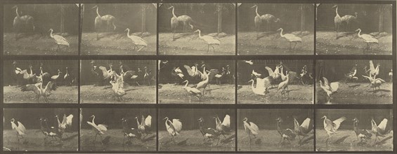 Animal Locomotion; Eadweard J. Muybridge, American, born England, 1830 - 1904, 1887; Collotype; 15.9 x 41.6 cm