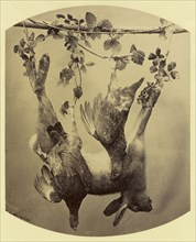Still Life with Dead Animals; William Despard Hemphill, M.D., Irish, 1816 - 1902, Ireland; 1860s - 1870s; Albumen silver print