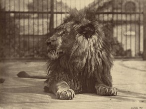 Lion at Zoo; Thomas James Dixon, British, 1857 - 1943, active about 1879 - 1908, 1879; Albumen silver print