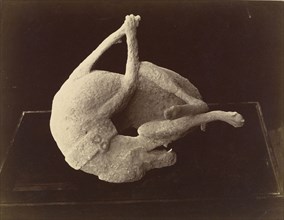 Cast of a Dog Killed by the Eruption of Mount Vesuvius, Pompeii; Giorgio Sommer, Italian, born Germany, 1834 - 1914, about 1874