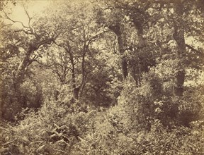 Forest Scene; Eugène Cuvelier, French, 1837 - 1900, Fontainebleau, France; 1863; Albumen silver print