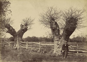 Hedgerow Trees, Clerkenleap; B.B. Turner, British, 1815 - 1894, 1852; Salted paper print; 28.1 x 39.2 cm 11 1,16 x 15 7,16 in